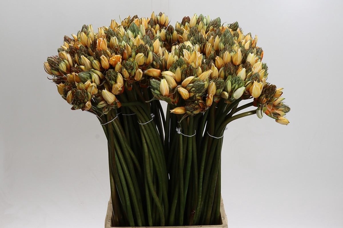 Ornithogalum kleurbehandeld H%