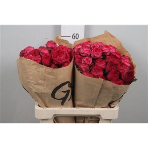 R Tr Royal Trendsetter