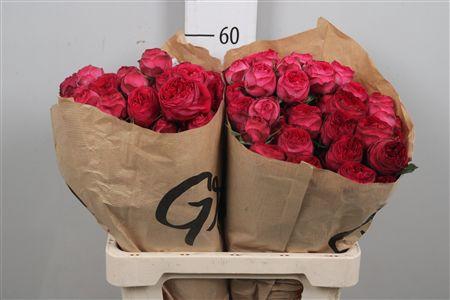 <h4>R Tr Royal Trendsetter</h4>