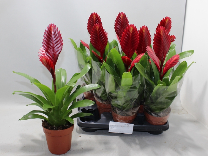 <h4>VRIES PORTO</h4>