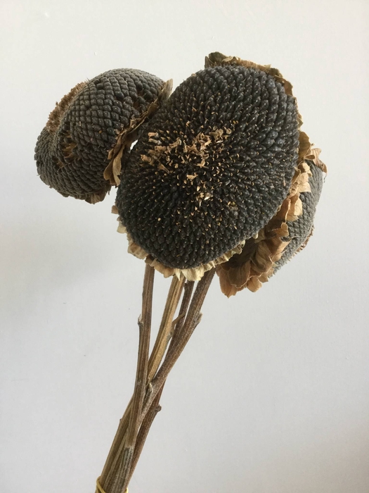 DRIED FLOWERS - SUNFLOWER SEED HEAD NATURAL