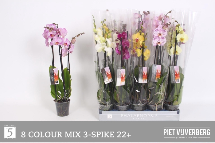 <h4>PHAL GEM 8 KL</h4>