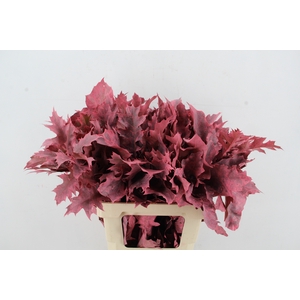 QUERC RUBRA 60CM FROST ROSE
