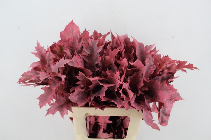 <h4>QUERC RUBRA 60CM FROST ROSE</h4>