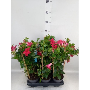 Mandevilla am. 'Sundav Red'