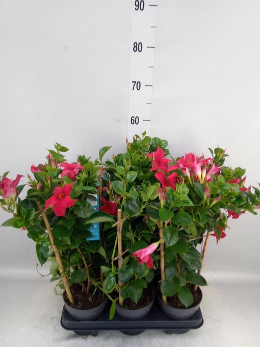 <h4>Mandevilla am. 'Sundav Red'</h4>