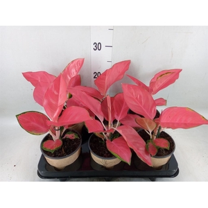 Aglaonema   ...