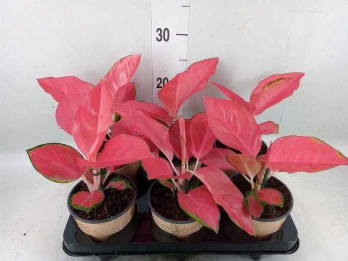<h4>Aglaonema   ...</h4>