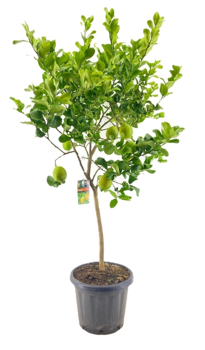 <h4>Citrus lemon</h4>