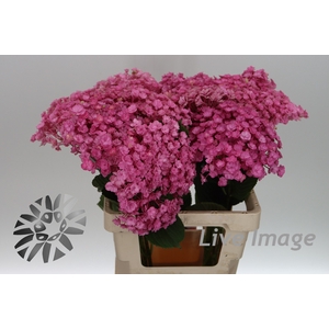Hydrangea beautensia luxor
