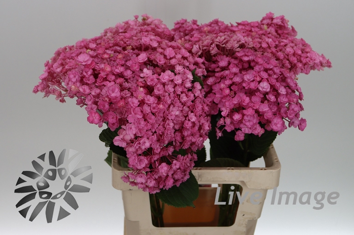 <h4>Hydrangea beautensia luxor</h4>
