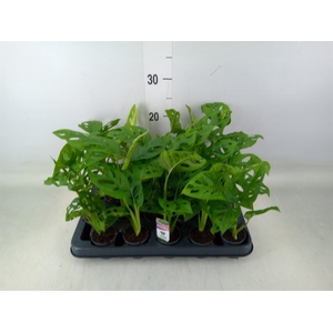 Monstera obliqua 'Monkey Mask'