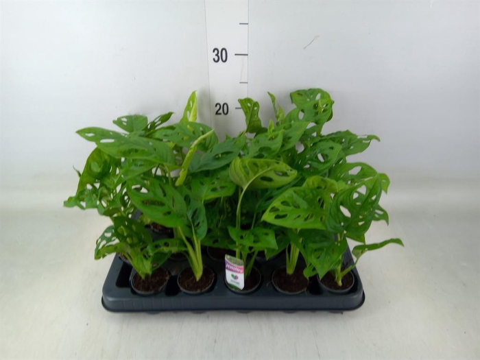 <h4>Monstera obliqua 'Monkey Mask'</h4>