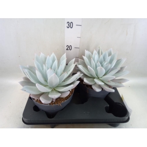 Echeveria  'Mexican Giant'