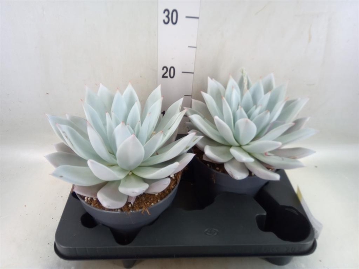 <h4>Echeveria  'Mexican Giant'</h4>