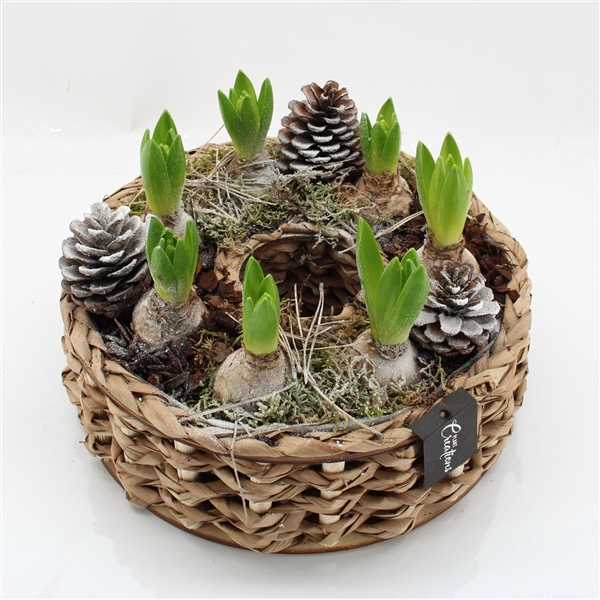 <h4>Arrangementen Hyacinthus H%</h4>