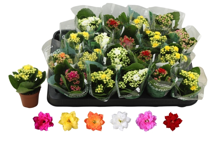 <h4>Kal Ge Ro Gem 6 Kl</h4>