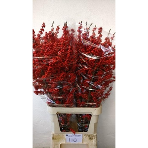 Ilex verticillata L11