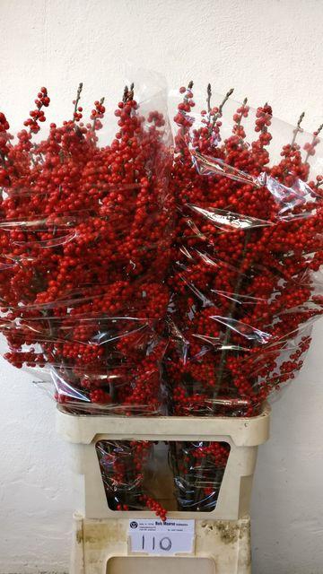 <h4>Ilex verticillata L11</h4>
