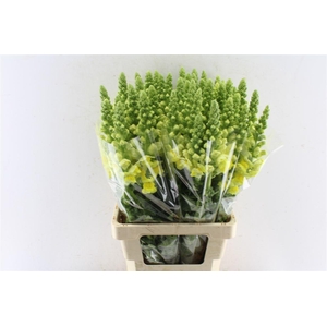 Antirrhinum Antibes Yellow