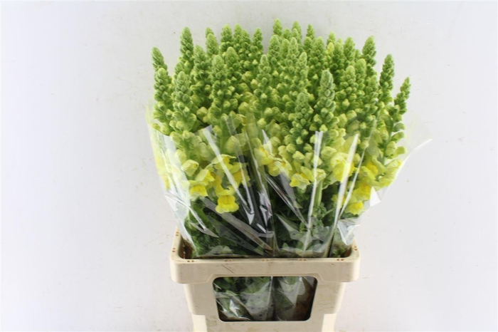 <h4>Antirrhinum Antibes Yellow</h4>