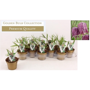 Fritillaria meleagris