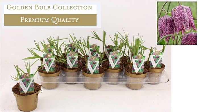 <h4>Fritillaria meleagris</h4>