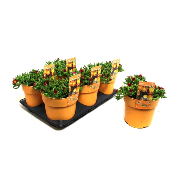 <h4>Delosperma Suntropics Copper</h4>