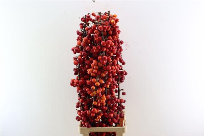 <h4>Malusappel Red Sentinel</h4>