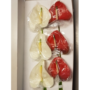 Anthurium Mix