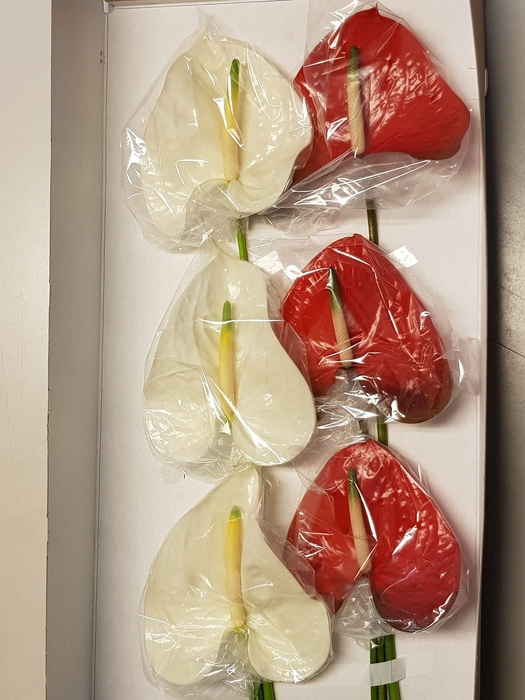 <h4>Anthurium Mix</h4>