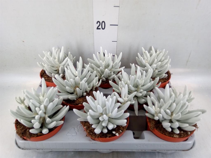 <h4>Senecio ...</h4>