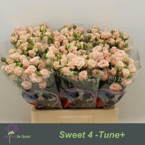 <h4>R Tr Sweet 4-tune+</h4>