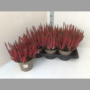 CALLU GA RED