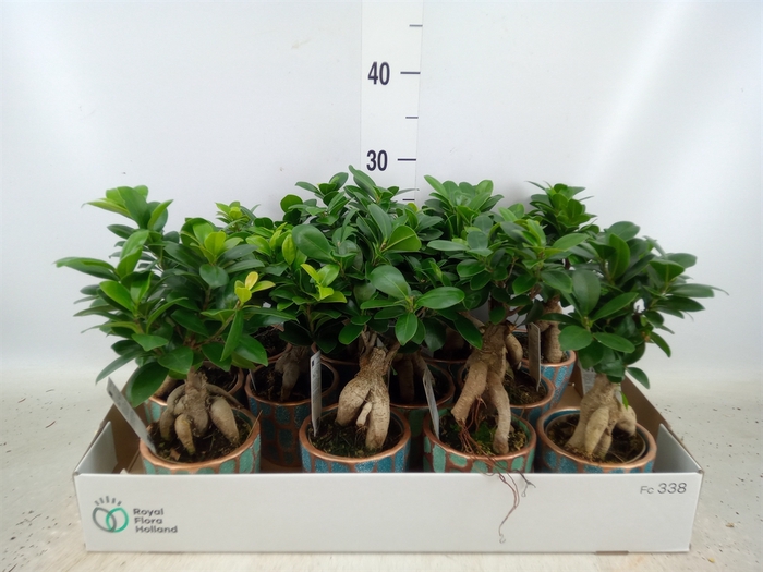 <h4>Ficus microcarpa 'Ginseng'</h4>