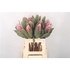 Protea Pink Ice