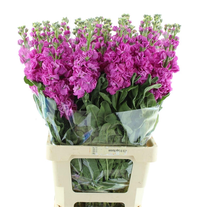 Matth Incana Iron Rose