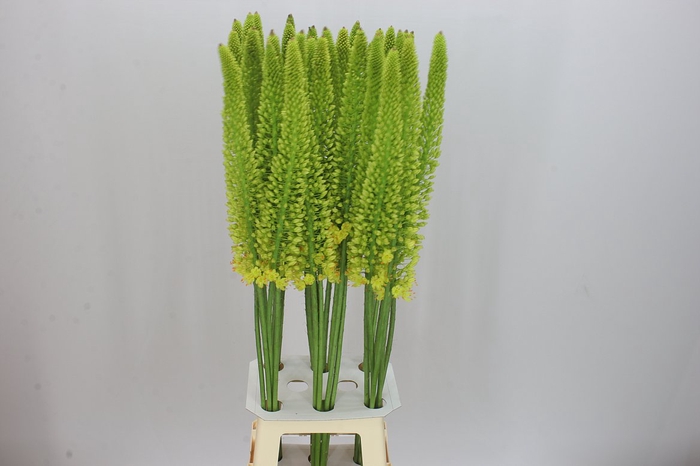 <h4>Eremurus Yellow Cleopatra</h4>