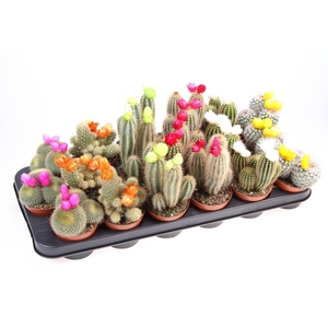Cactus decoratie strobloem mix