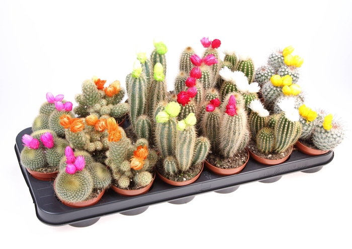<h4>Cactus decoratie strobloem mix</h4>