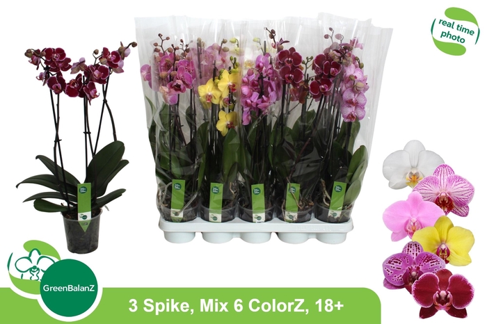 <h4>PHAL GEM 6 KL</h4>