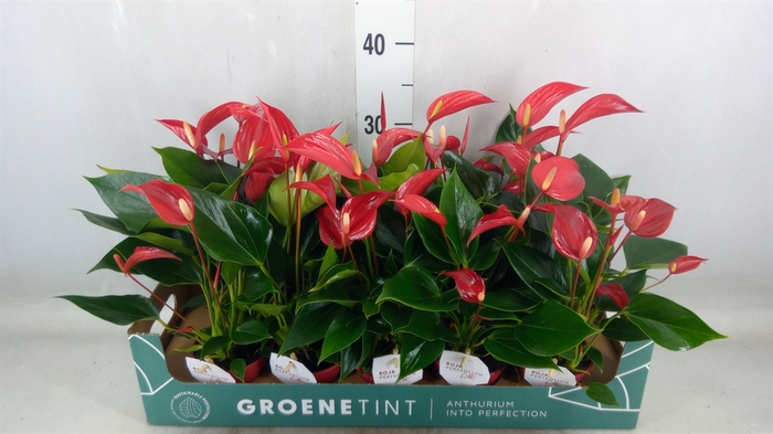 <h4>Anthurium  'Banderola Roja'</h4>