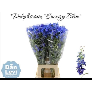 DELPH EN ENERGY BLUE