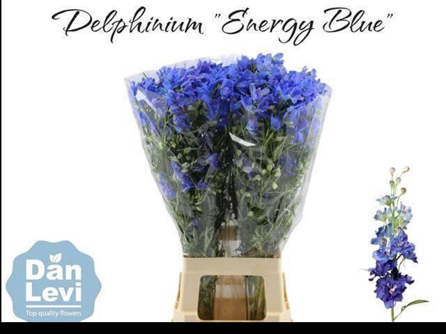 <h4>Delph En Energy Blue</h4>
