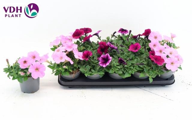 <h4>PET FOR MIX P12</h4>