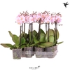 Kolibri Orchids Phalaenopsis Pink 1 spike No label