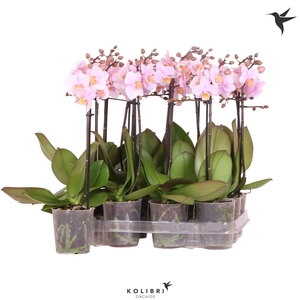 Kolibri Orchids Phalaenopsis Pink 1 spike No label
