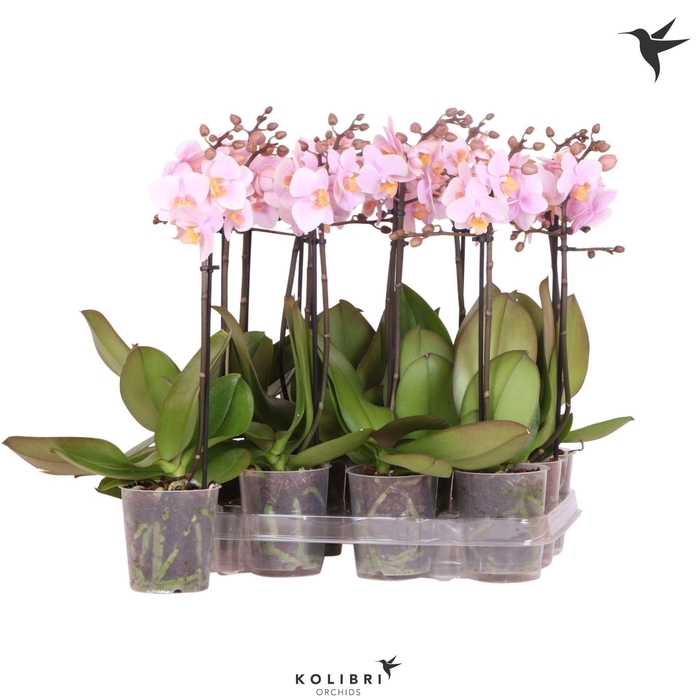 Kolibri Orchids Phalaenopsis Pink 1 spike No label