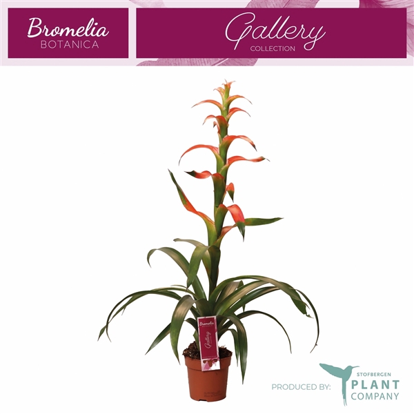 <h4>Guzmania wittmackii (rood)</h4>