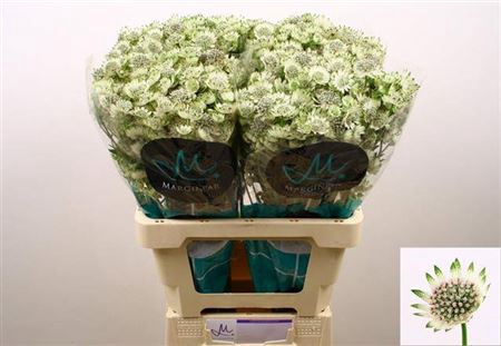 <h4>Astrantia Billion Stars Xl</h4>